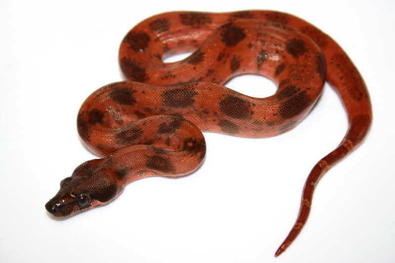 super_hypo_leo_male_2