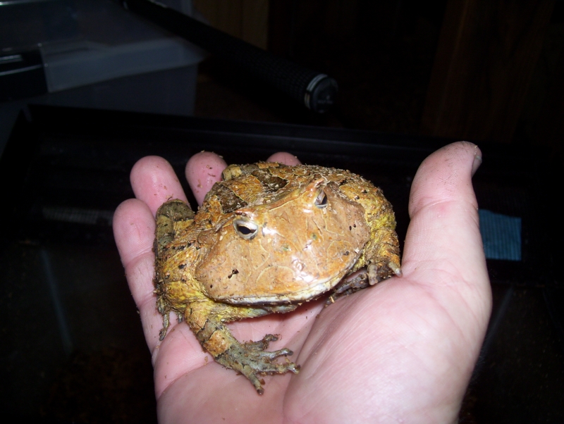surinam horned frog female brown phase