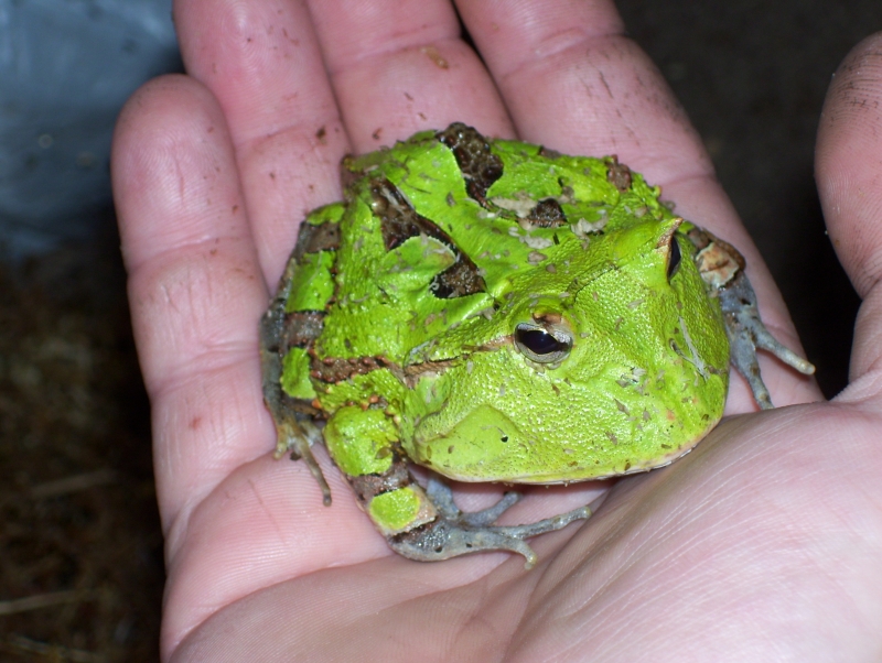 surinam horned frog male, green phase