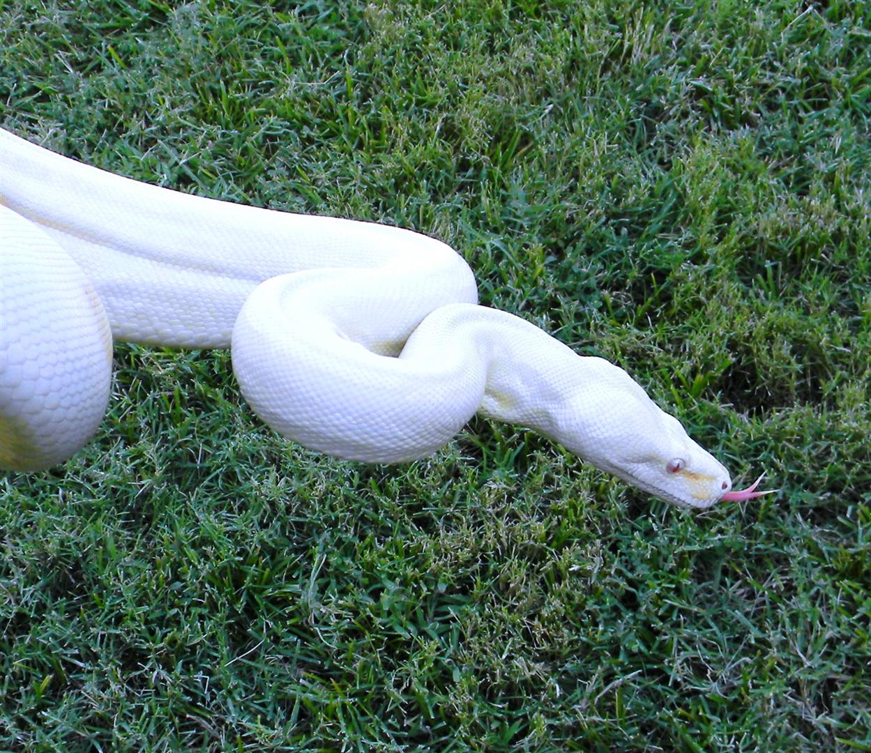 SURINAME AND SNOW BOAS
