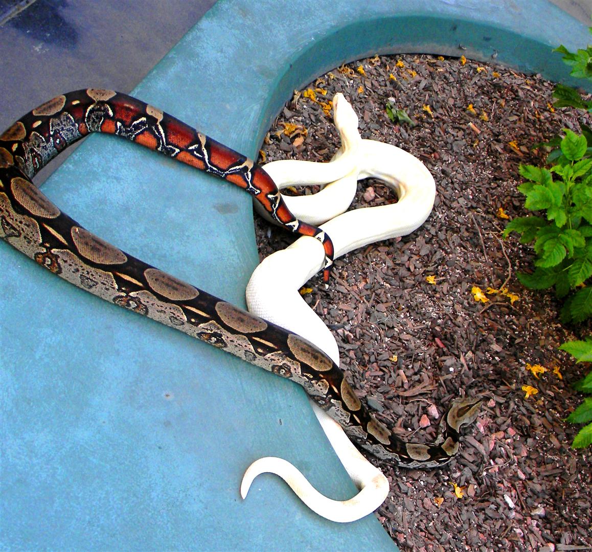 SURINAME AND SNOW BOAS