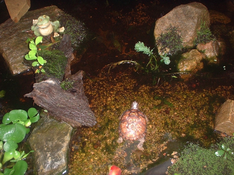 Sweetpea in enclosure waterhole
