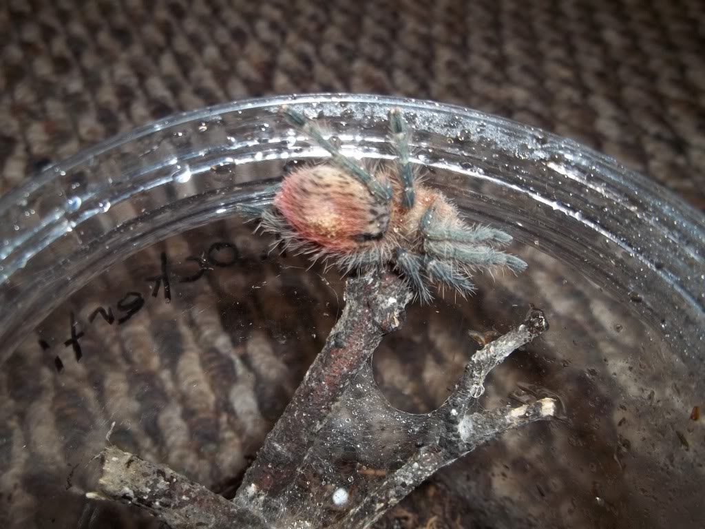 T. ockerti