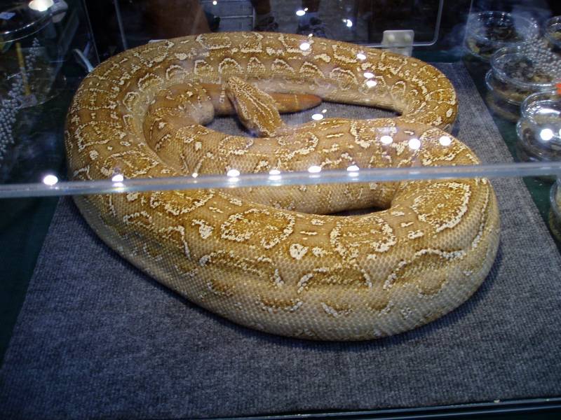T-Positive  Albino Argentine Boa Pic2