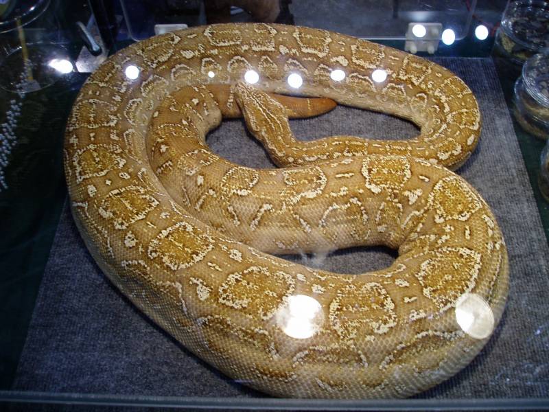 T-Positive  Albino Argentine Boa Pic4
