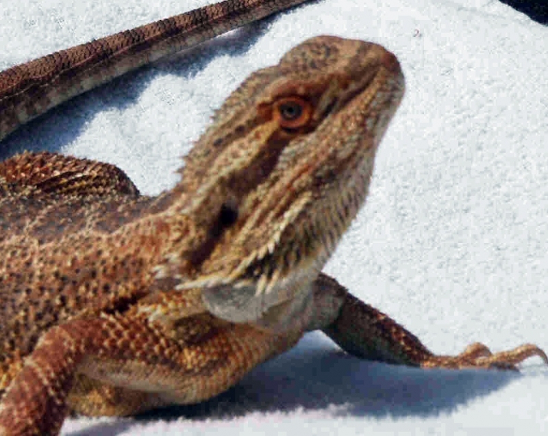t2 male