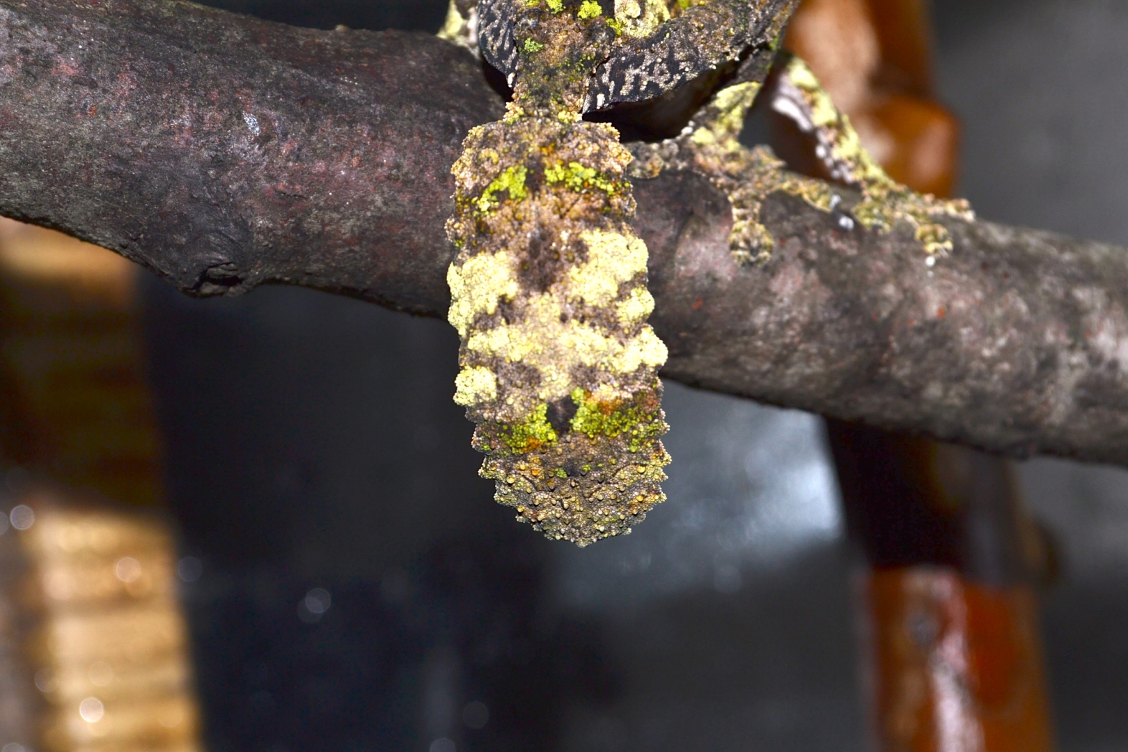 tail of female sikorae
