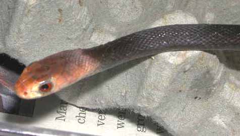 Taipan