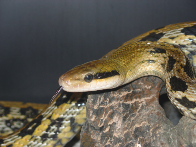 Taiwan Beauty snake