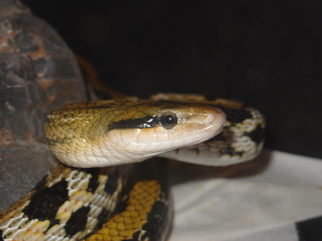 Taiwan Beauty snake
