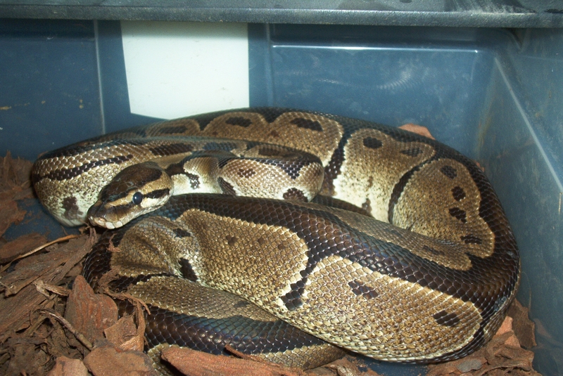 Takana black back male