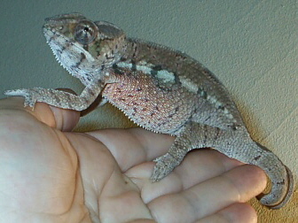 Tamatave Male