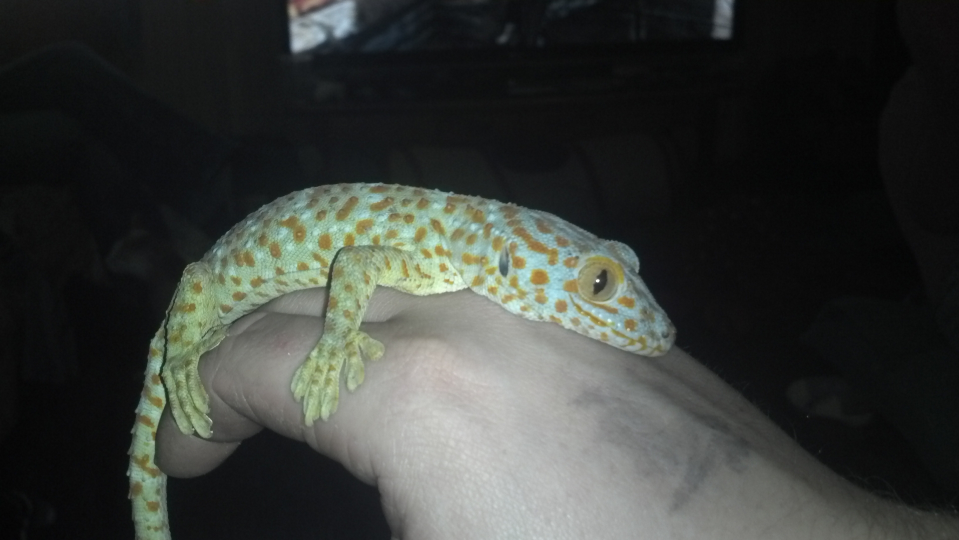 tame tokay gecko