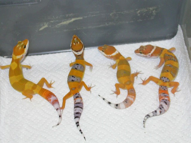 Tang Babies