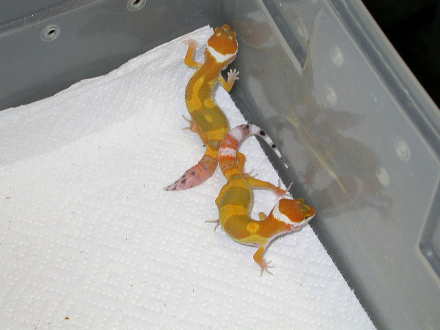 Tang Babies