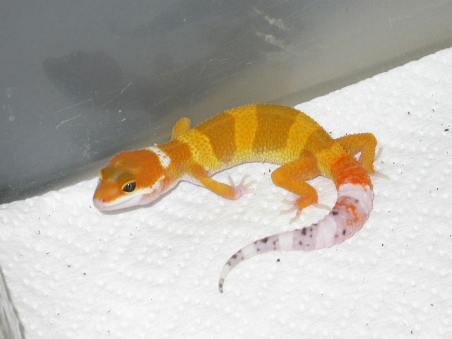Tang Baby