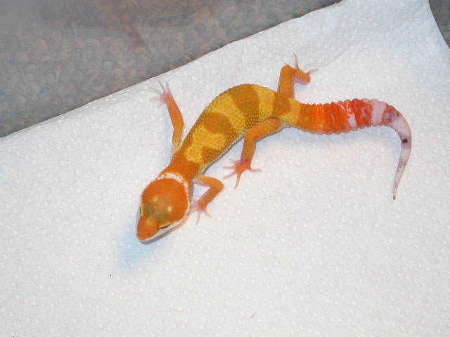 tang9