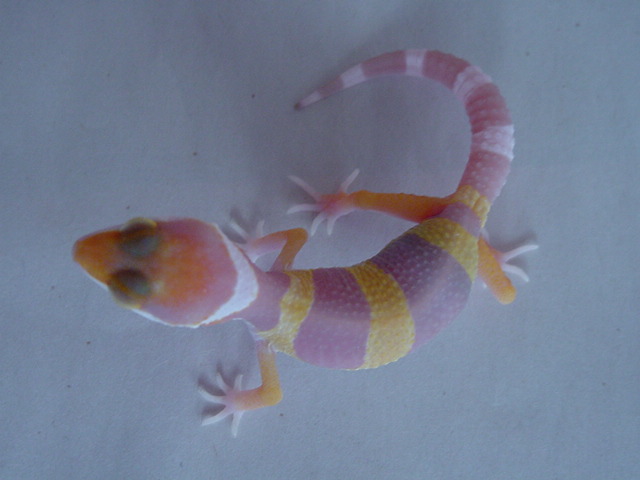 tang_albino_011