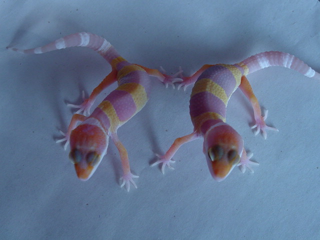 tang_albino_017