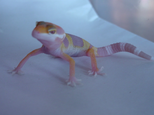 tang_albino_021