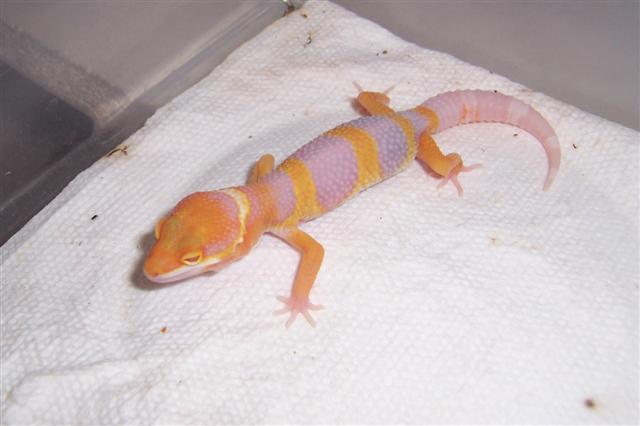 tangerine albino hatchling