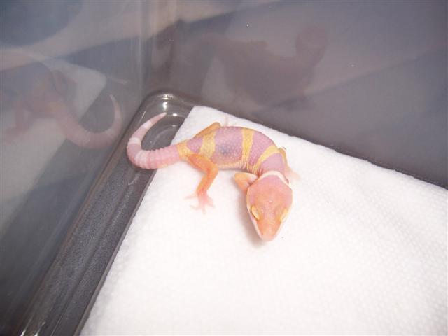 tangerine albino hatchling