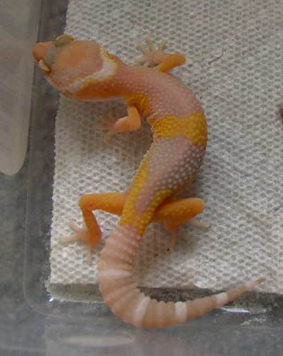 Tangerine albino