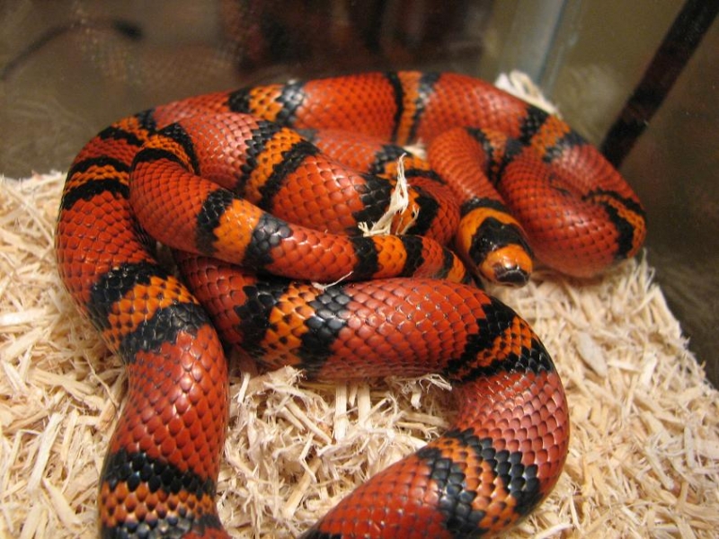 Tangerine Honduran Milk Snake