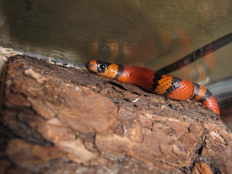Tangerine Honduran Milk Snake