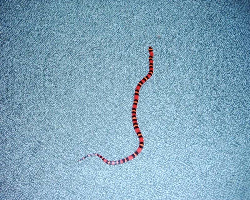 tangerine honduran milksnake