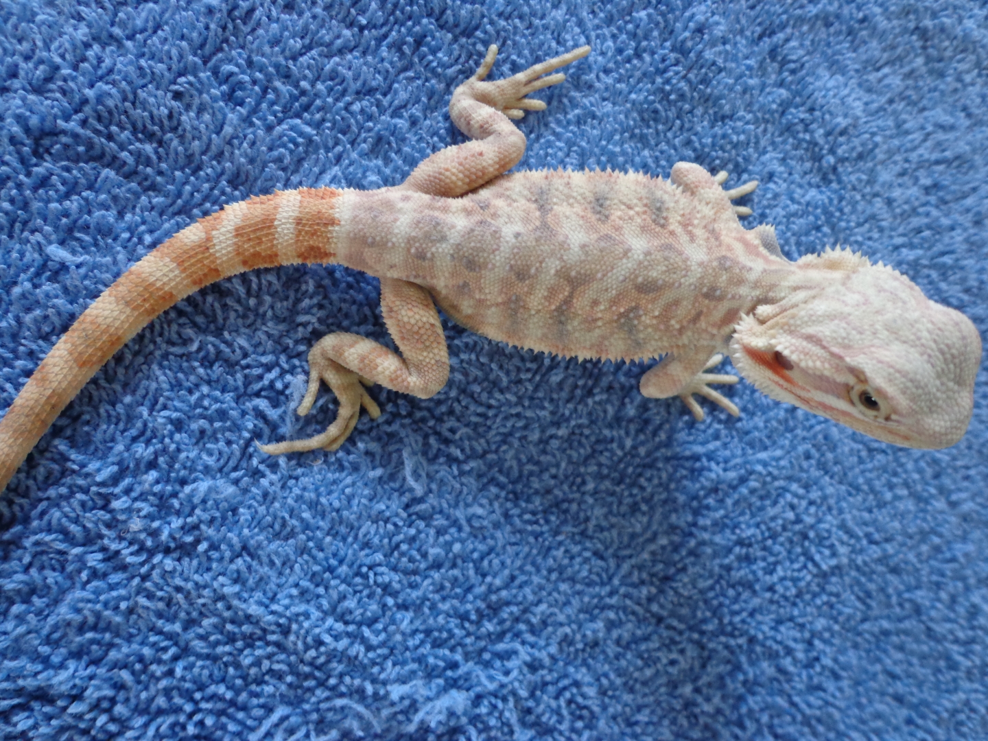 Tangerine Hypo Reduced scale het Trans