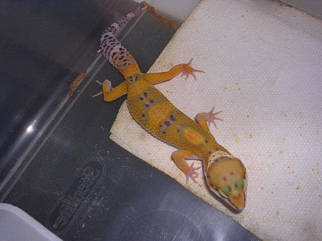 Tangerine male
