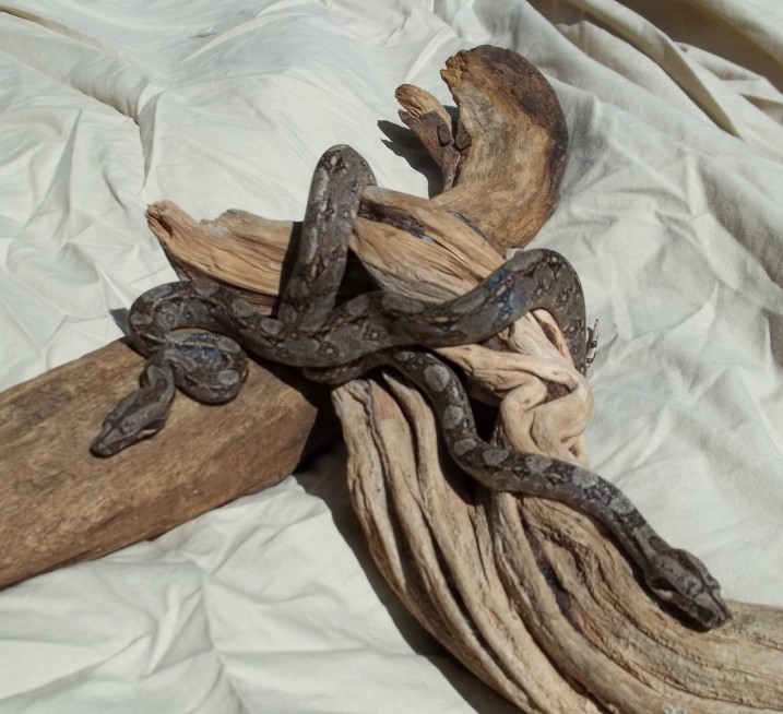 Tarahumara