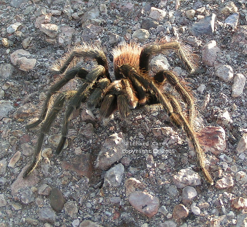 Tarantula 1