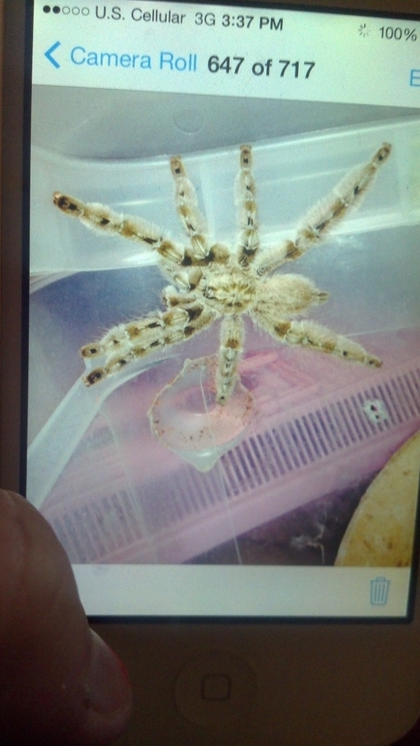 tarantulas for sale