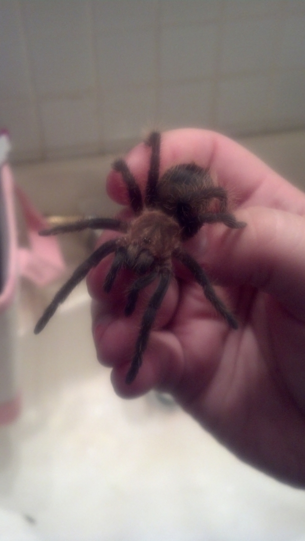 tarantulas for sale