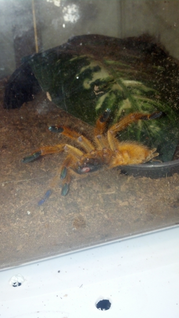 tarantulas for sale