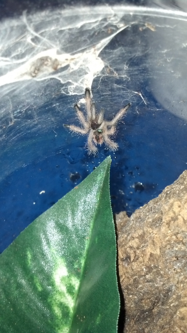 tarantulas for sale
