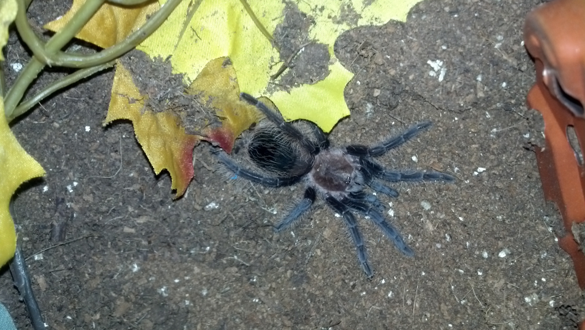 tarantulas for sale