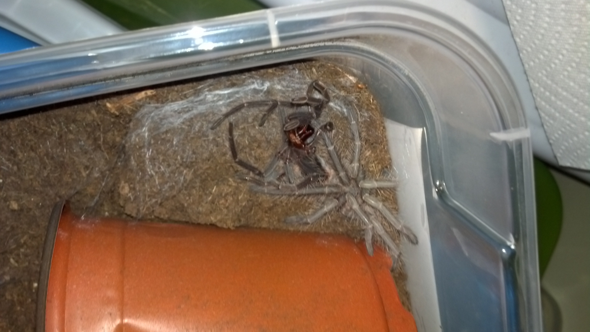tarantulas for sale