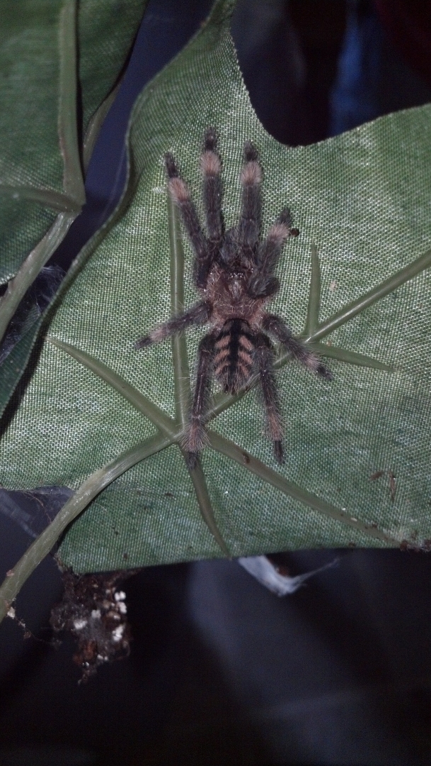 tarantulas for sale