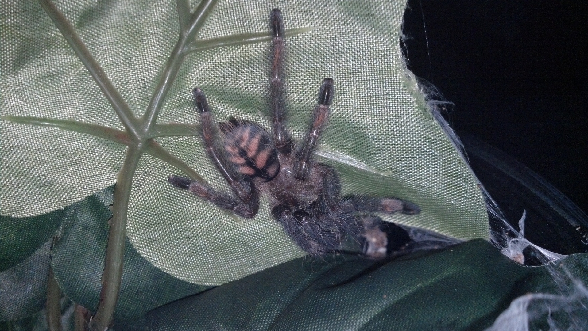 tarantulas for sale