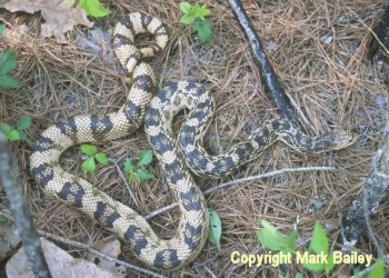 Tenn. Northern Pine