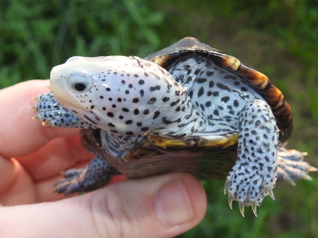 Terrapin