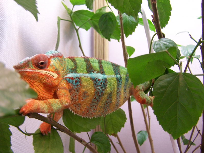 "Tessai"  Part of our breeding colony