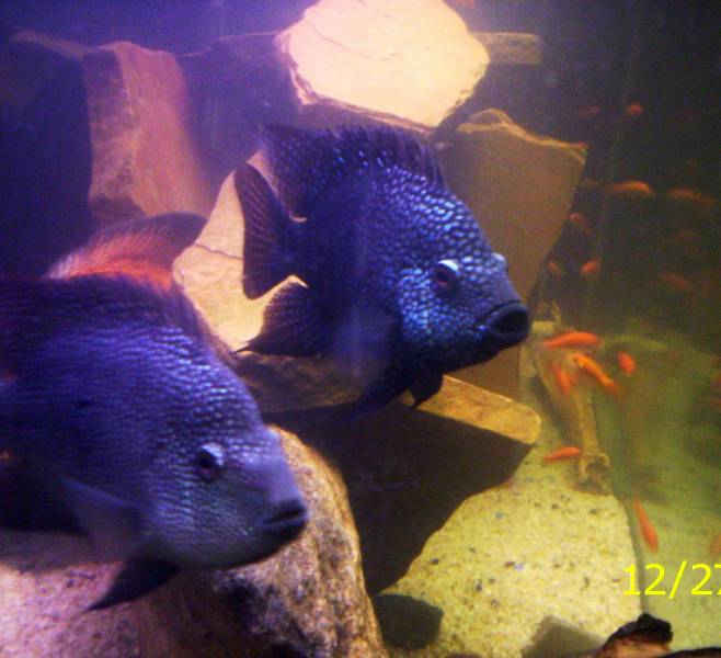texas cichlids
