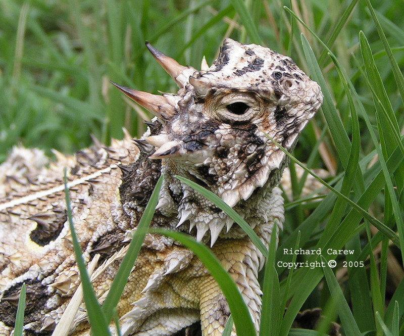 Texas Horned lizard