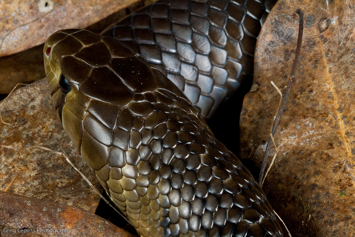 Texas_Indigo_Male-2