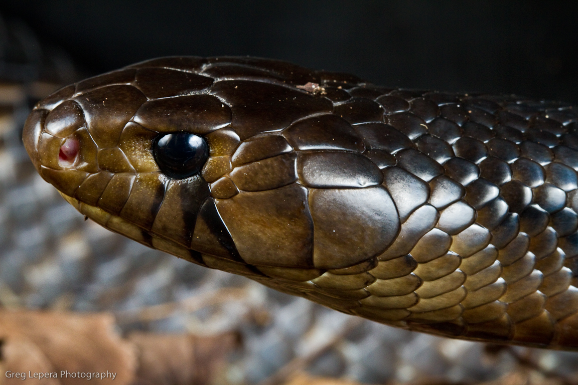 Texas_Indigo_Male