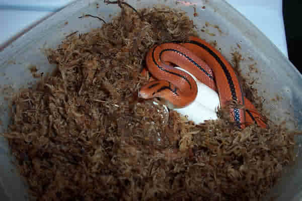 thai bamboo ratsnake